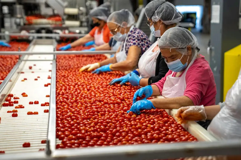 Productiemedewerkers met haarnetjes en handschoenen sorteren tomaten aan een lopende band