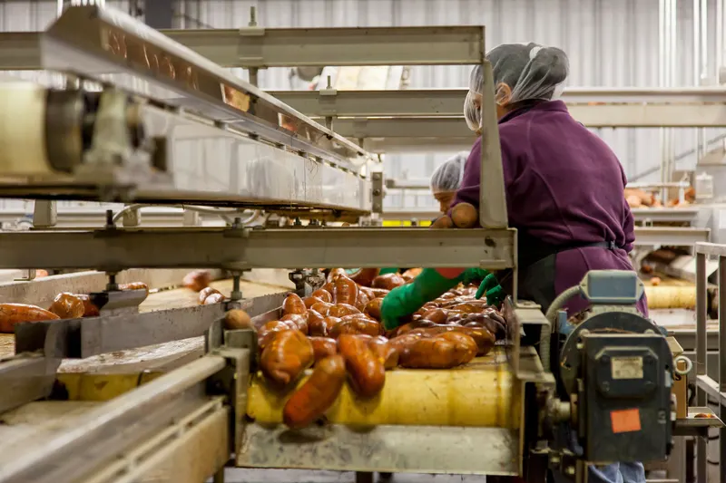 Medewerkers met haarnetjes sorteren zoete aardappelen aan een sorteerband in een verwerkingshal